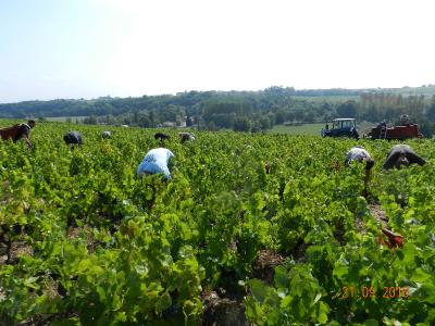  Campagne de recrutement au domaine du Père Lathuilière  pour les vendanges 2019 à Cercié