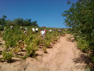  Campagne de recrutement au domaine du Père Lathuilière  pour les vendanges 2019 à Cercié