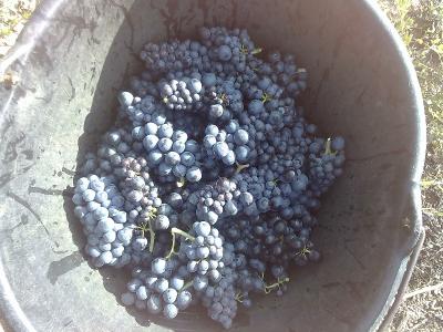 LES VENDANGES SONT LANCES  AU DOMAINE DU PERE LATHUILIERE A CERCIE !