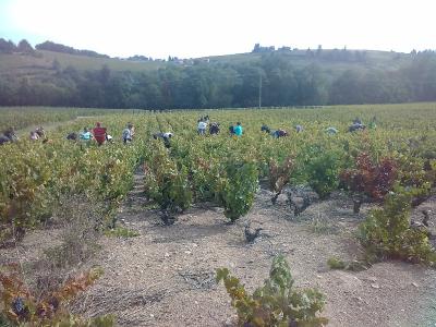 LES VENDANGES SONT LANCES  AU DOMAINE DU PERE LATHUILIERE A CERCIE !