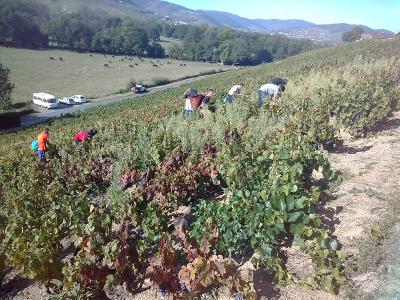 LES VENDANGES SONT LANCES  AU DOMAINE DU PERE LATHUILIERE A CERCIE !