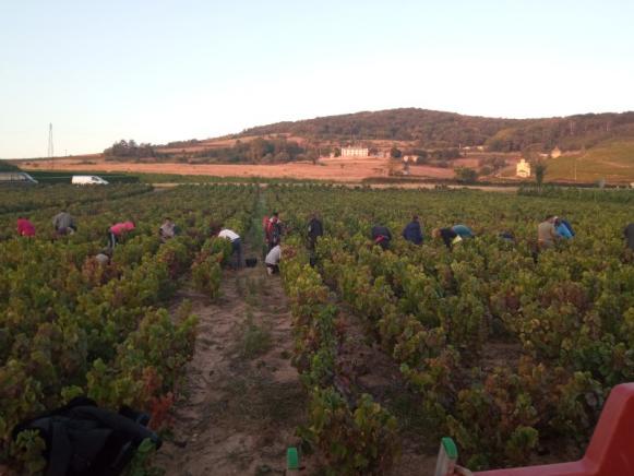 Vignoble Villefranche-sur-Saône